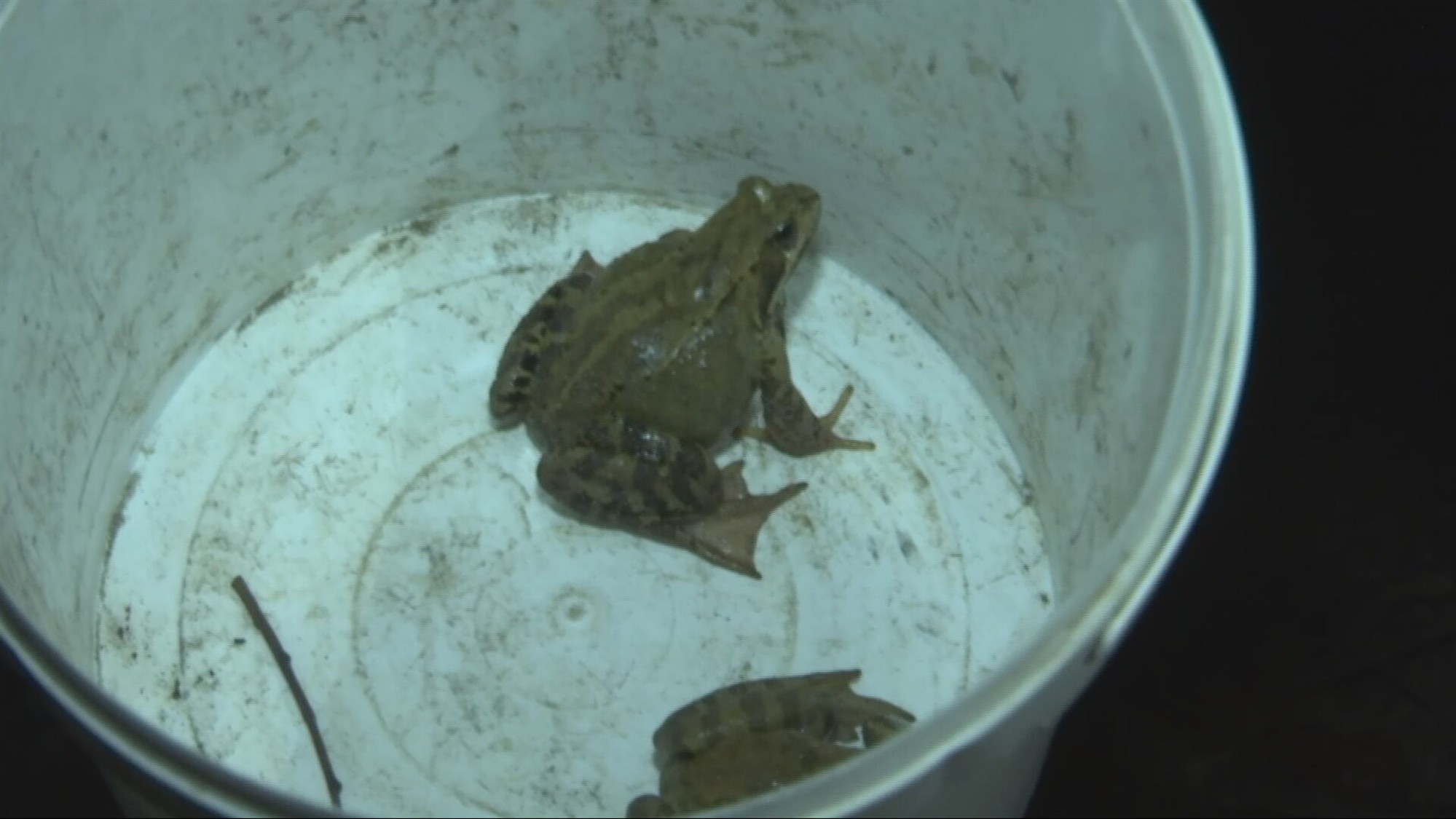 Imeloom poliitilises võitluses