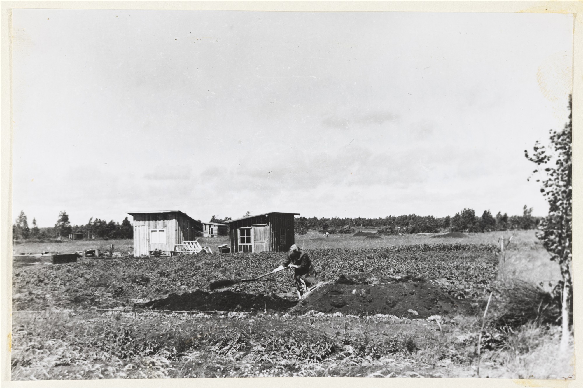 Tallinlaste aiamaad ja aianduskooperatiivid aastatel 1945–1965