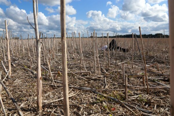 Tehisaru astub erakonda